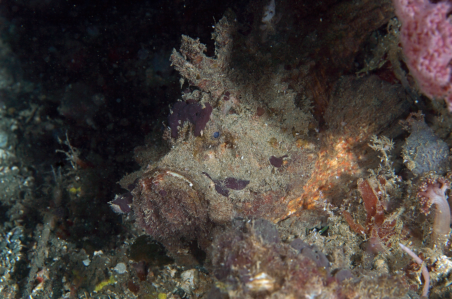 Banda Sea 2018 - DSC05597_rc - Estuarine stonefish - Poisson Pierre - Synanceia Horrida.jpg